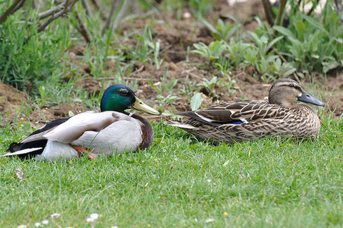 Le Canard Colvert