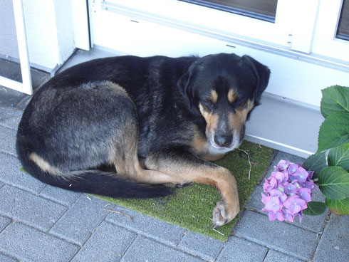 Bubi in seiner neuen Heimat nach ein paar Wochen