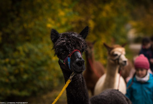Waldmühle Waiblingen Tiere Alpakawanderung Kindergeburtstag
