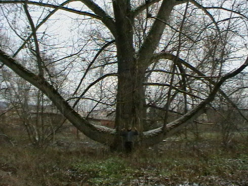 gegen diesen Baum bin ich angetreten und habe ihn in der 3. Runde niedergestreckt