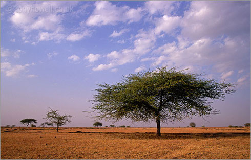 Thorny Acacia, India