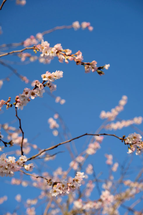 dieartigeGARTEN // Januar, Wintergarten - rosea 'Winterkirsche' + blauer Himmel