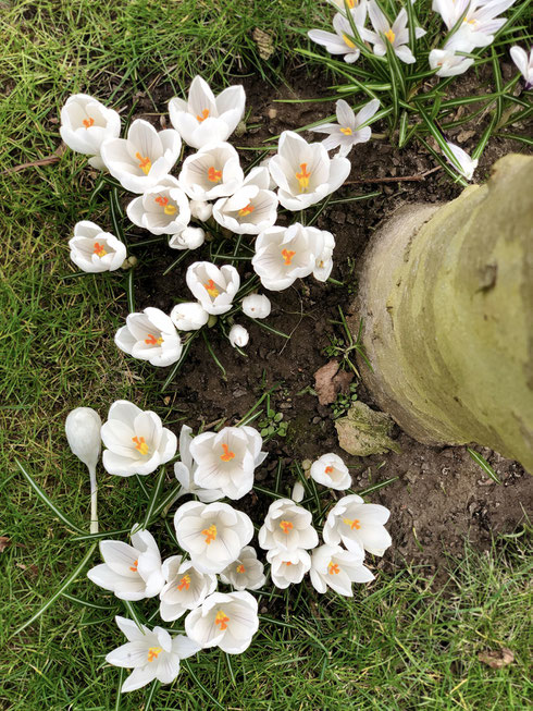 dieartigeGARTEN // März, Wintergarten - weiße Krokusse zu Füßen der Platanen