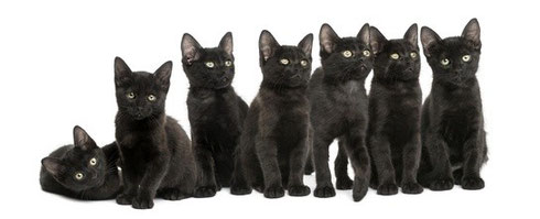 Daten-Webseiten für Katzen