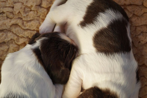 Käthe is snuggling with her litter brother, photo: Ulf F. Baumann