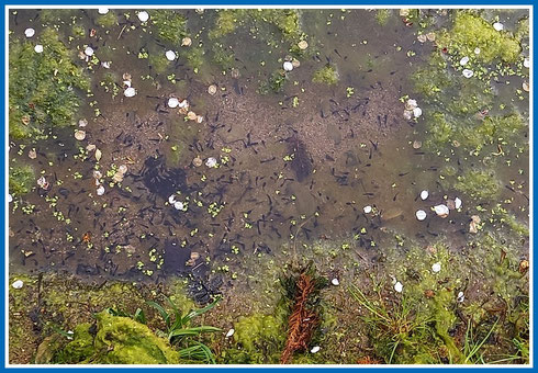 2024-04-Nachwuchs bei den Amphibien im Naturteich Tiefenlake