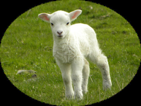 L'agneau est doux et blanc, il est associé à la pureté, à la bienveillance et à la douceur de Jésus, l'Agneau de Dieu qui s'est donné en sacrifice pour nous.