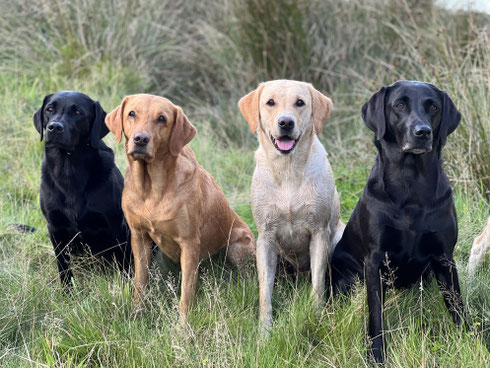 vl Finny, Carly, Foxy, Bee Gee. Fanta rechts leider abgeschnitten