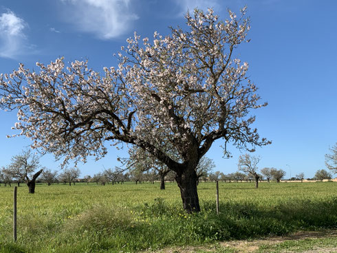 Mandelblüte und grüne Felder...