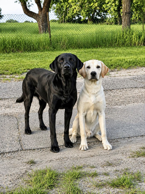 Links CP Chap *02.12.18 // Rechts CP Indiana Jones *29.11.25
