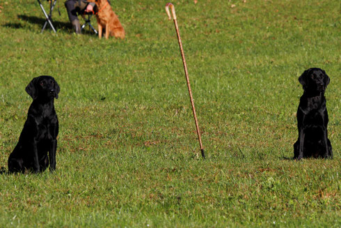 Charming Power Bee Gee (rechts) und Gundog's Choice Ghost (links)