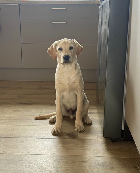 Indy (18 Wochen)