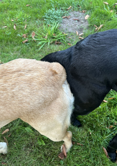 Fighter & Bee Gee 😍