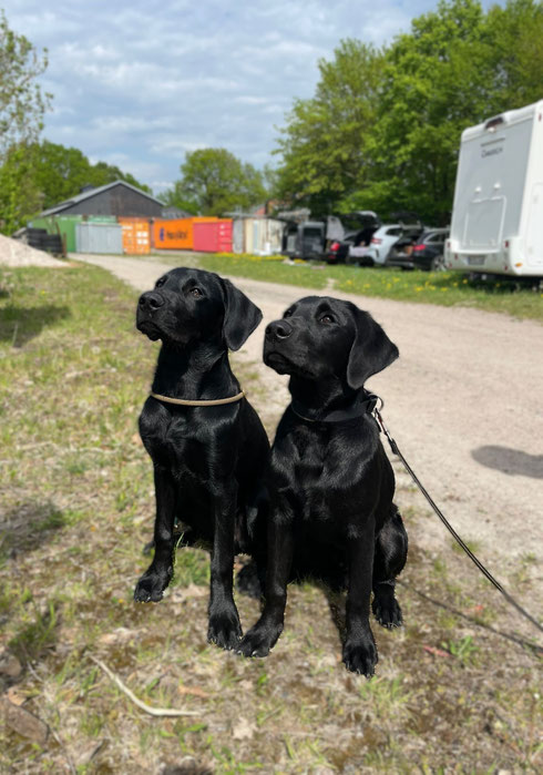 Links Ilo - Rechts Bruder It's Avanti