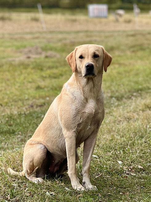 unser Fotomodell Foxy💖