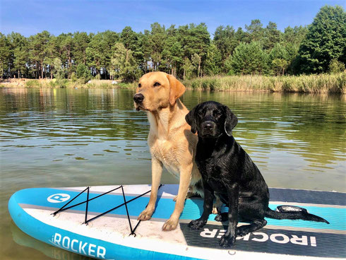 CP Charly mit seinem Halbbruder CP Duke  💖