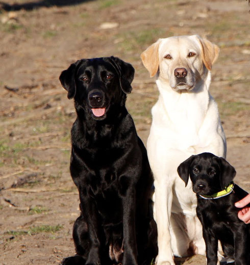 vlnr: Isabella, Brandy und Klein-Callie (in 2014)