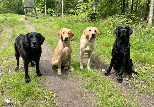 vlnr: Callie, Juca, Foxy, Bee Gee
