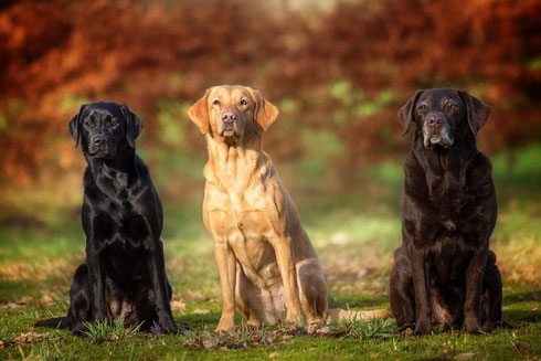 vlnr: CP Finny (9 Monate) CP Carly (3 Jahre) und old-lady Betty