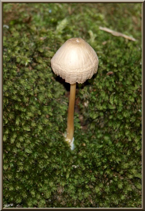 Mycène sur lit moussu en forêt sur le Bassin d'Arcachon