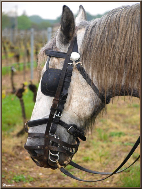 Portrait d'un des chevaux de trait de "Cheval des Vignes", dans un vignoble à St Sulpice de Faleyrens (33) en avril 2012 