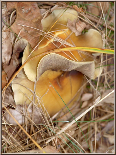 Hypholomes en Touffe épanouis cachés en forêt sur le Bassin d'Arcachon