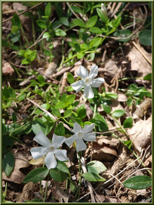 Pervenches blanches printanières au Parc de la Chêneraie à Gujan-Mestras (Bassin d'Arcachon)