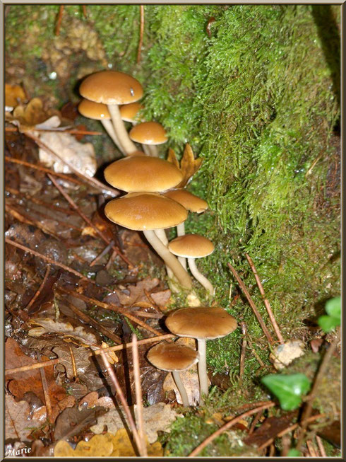 Collybies en alignement sur un tronc moussu en forêt sur le Bassin d'Arcachon
