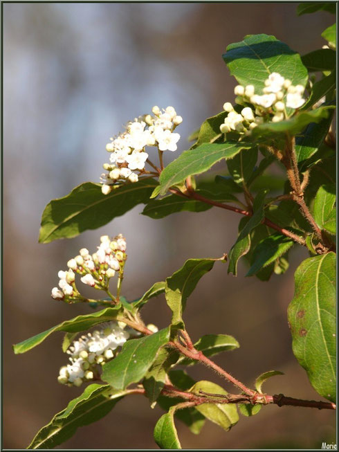 Arbuste en fleurs au Parc de la Chêneraie à Gujan-Mestras (Bassin d'Arcachon)