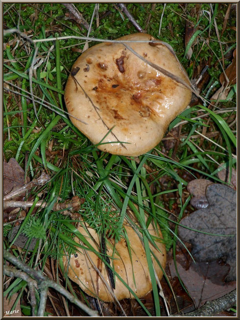 Lactaires Sanguins en forêt sur le Bassin d'Arcachon