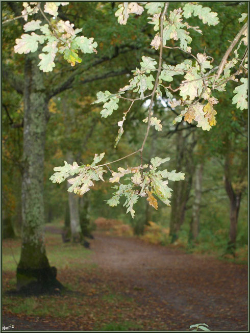 Un jour de pluie automnale, un des sentier en longeant le Canal des Landes au Parc de la Chêneraie à Gujan-Mestras (Bassin d'Arcachon)