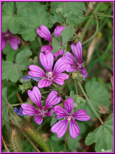 Mauve Sylvestre ou Mauve des Bois ou Grande Mauve, flore sur le Bassin d'Arcachon (33)