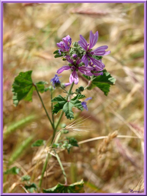 Mauve Sylvestre ou Mauve des Bois ou Grande Mauve, flore sur le Bassin d'Arcachon (33)