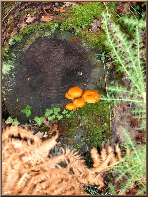 Gymnopiles Remarquables ou Pholiotes Remarquables en forêt sur le Bassin d'Arcachon