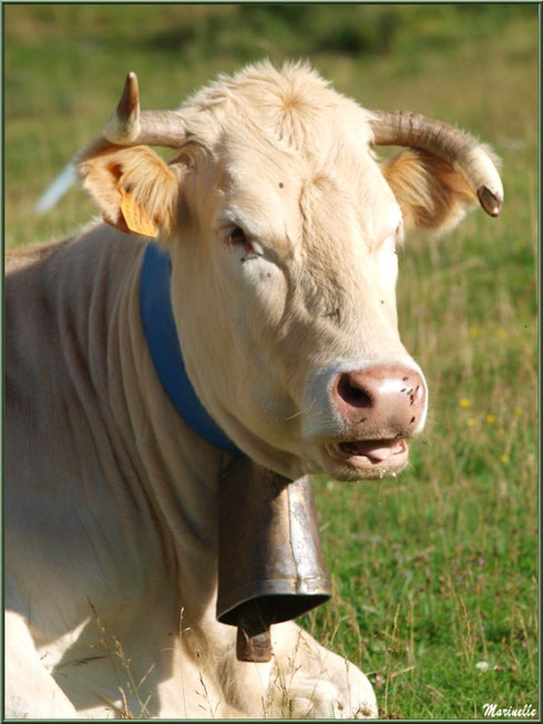 Vache dans une prairie d'altitude (Gourette) en Vallée d'Ossau (64)