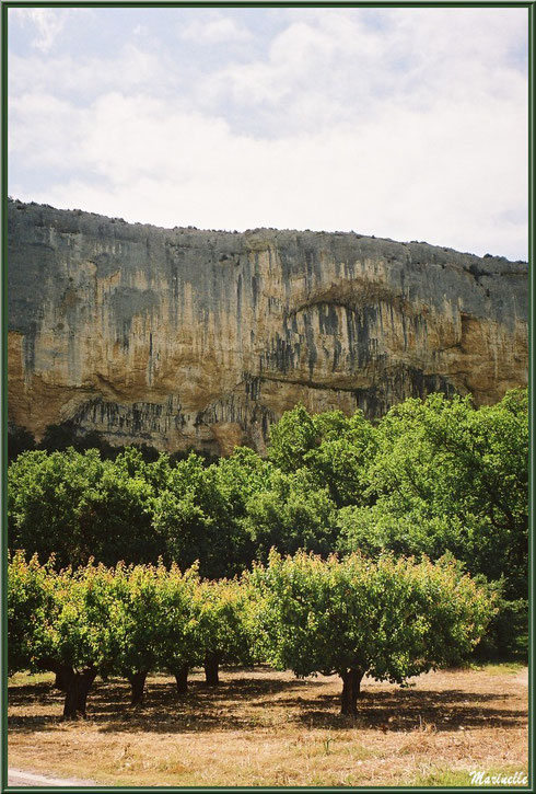 La Falaise de la Madeleine et les cerisiers à l'entrée du village du Lioux, Lubéron (84)