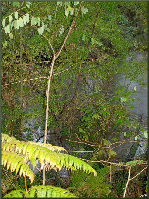 Végétation automnale en bordure du Canal des Landes au Parc de la Chêneraie à Gujan-Mestras (Bassin d'Arcachon)