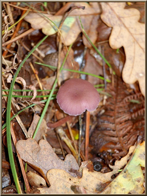 Laccaire Amesthyste en forêt sur le Bassin d'Arcachon