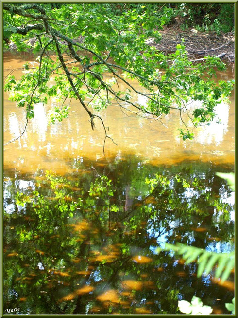 Reflets sur le Canal des Landes au Parc de la Chêneraie à Gujan-Mestras (Bassin d'Arcachon)