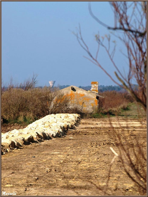 Ruines d'une ancienne maison d'un garde pêche-chasse en bordure du sentier, Sentier du Littoral, secteur Domaine de Certes et Graveyron, Bassin d'Arcachon (33)