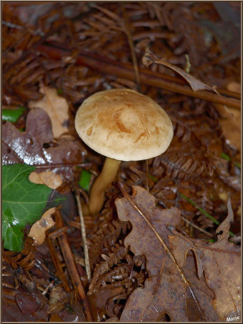 Petit champignon en décor automnal en forêt sur le Bassin d'Arcachon
