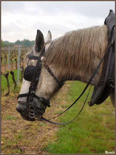 Portrait d'un des chevaux de trait de "Cheval des Vignes", dans un vignoble à St Sulpice de Faleyrens (33) en avril 2012 