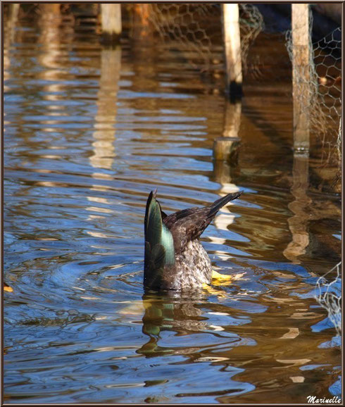 Canard Colvert en plongée au Parc de la Chêneraie à Gujan-Mestras (Bassin d'Arcachon)