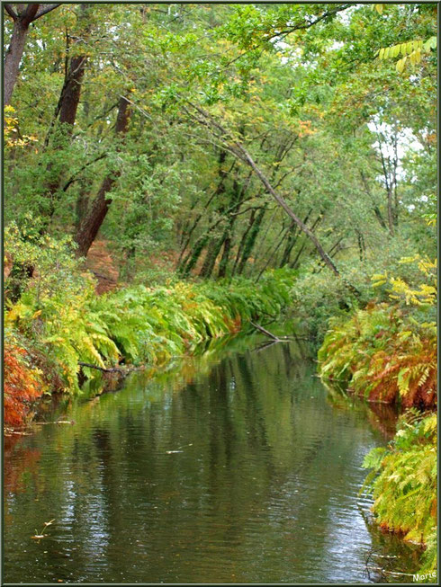 Parure automnale du Canal des Landes au Parc de la Chêneraie à Gujan-Mestras (Bassin d'Arcachon)