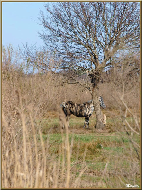 Cheval en pâturage dans les prés salés, Sentier du Littoral secteur Pont Neuf, Le Teich, Bassin d'Arcachon (33)