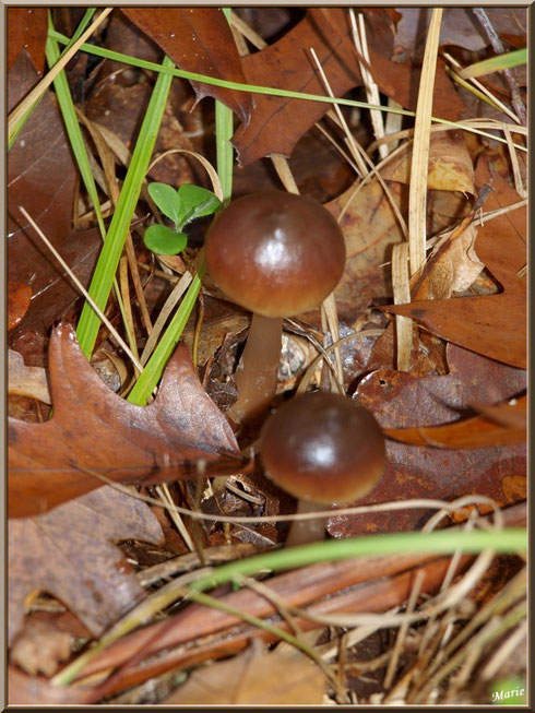 Collybies en duo en forêt sur le Bassin d'Arcachon