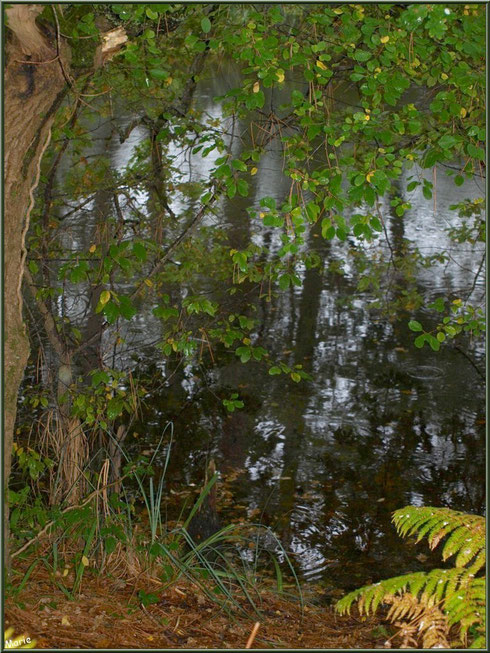 Végétation automnale et reflets sur le Canal des Landes au Parc de la Chêneraie à Gujan-Mestras (Bassin d'Arcachon)