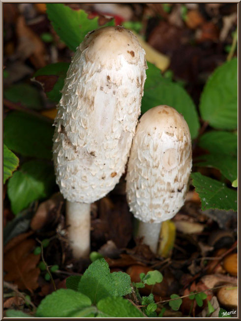 Cropins Chevelus en duo en forêt sur le Bassin d'Arcachon