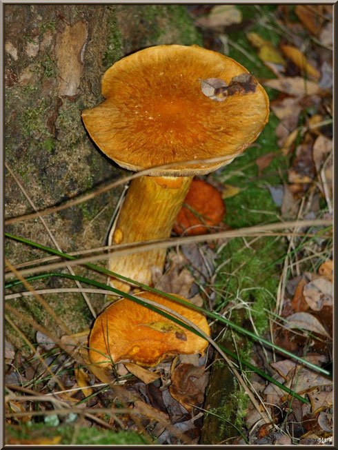 Gymnopiles Remarquables ou Pholiotes Remarquables en forêt sur le Bassin d'Arcachon