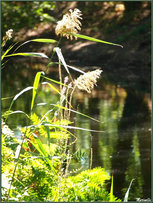 Roseaux et fougères en bordure du Canal des Landes au Parc de la Chêneraie à Gujan-Mestras (Bassin d'Arcachon)